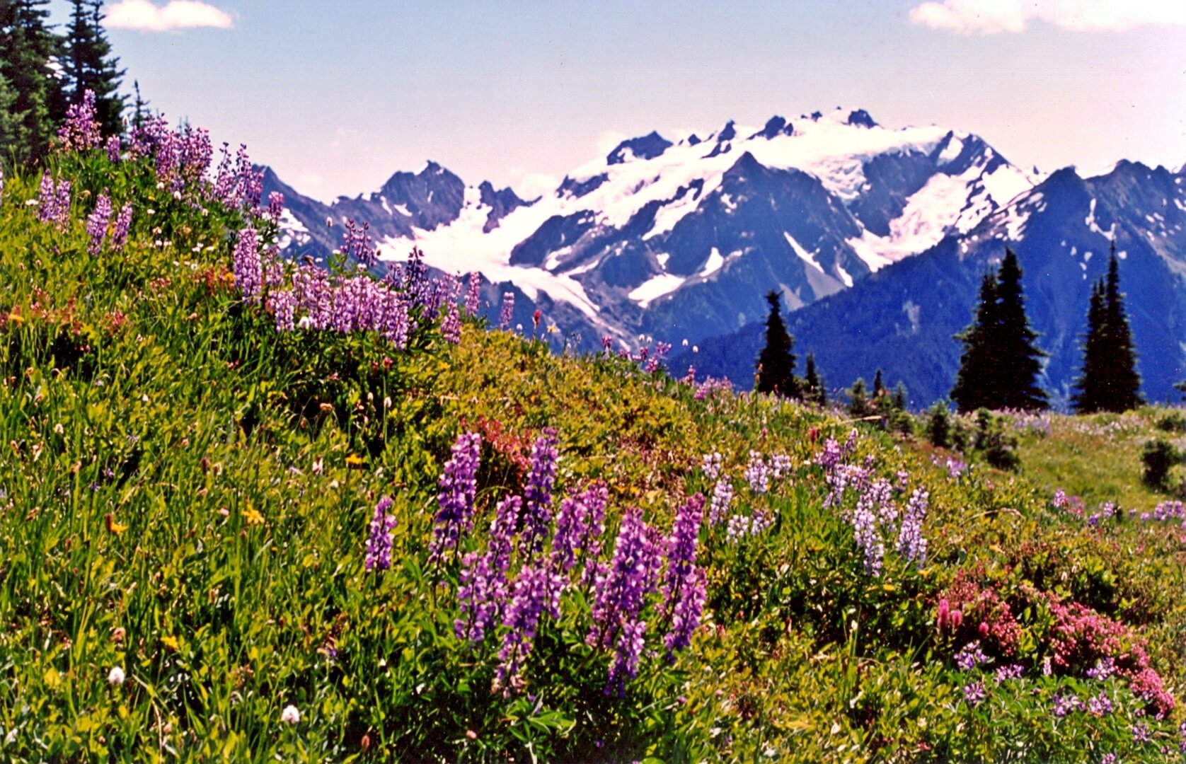 Alpine Meadows on Mount Olympus