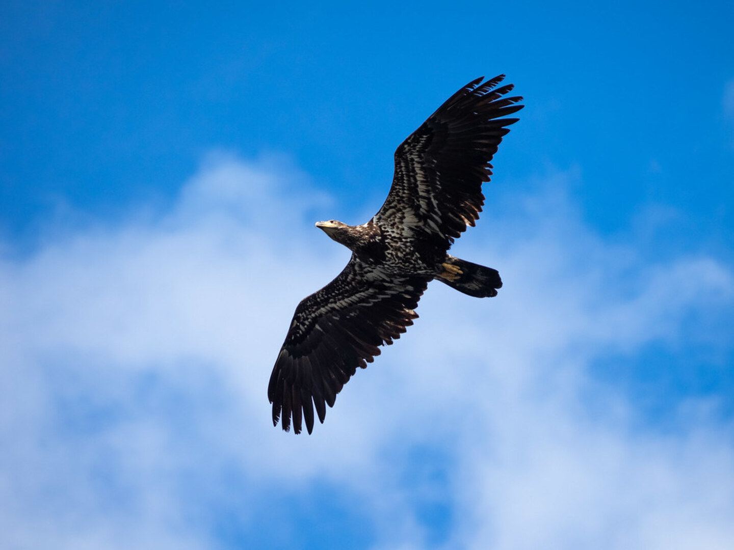 Wildlife and dramatic cliffs on Mount Olympus above the Aegean Sea